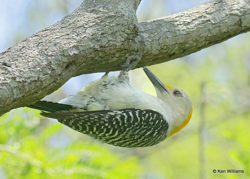 Golden-fronted Woodpecker male, S. Padre Island, TX, 4_11_2023a_0L0A6541.jpg