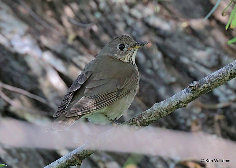 Gray-cheeked Thrush, Port Aransas, TX, 4_13_2023a_0L0A0402.jpg