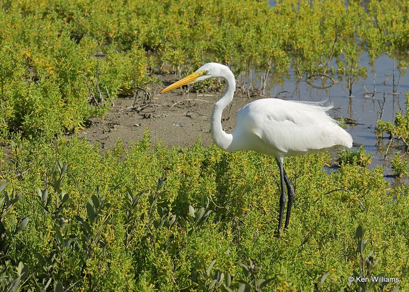Great Egret, S. Padre Island, TX, 4_12_2023a_0L0A8530.jpg
