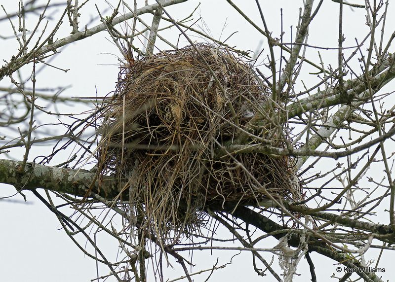 Great Kiskadee nest, Benson SP, TX, 4_8_2023a_0L0A2866.jpg