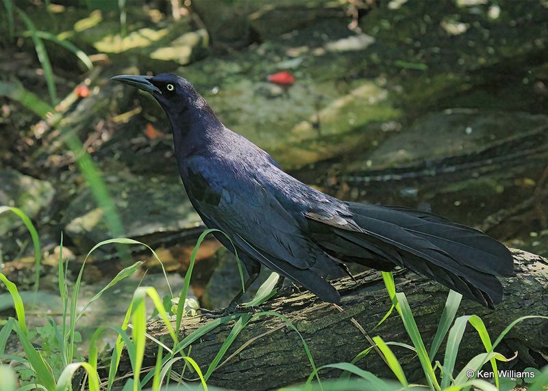 Great-tailed Grackle male, S. Padre Island, TX, 4_11_2023a_0L0A6901.jpg