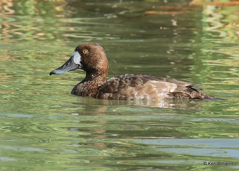 Greater Scaup female, S. Padre Island, TX, 4_12_2023a_0L0A8572.jpg