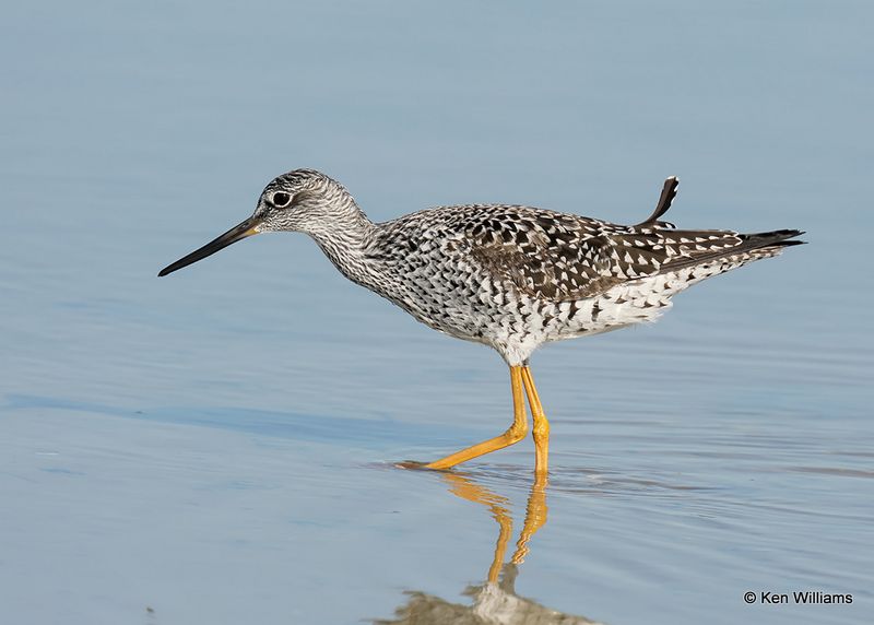 Greater Yellowlegs, S. Padre Island, TX, 4_12_2023a_0L0A7203.jpg