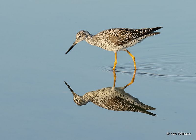 Greater Yellowlegs, S. Padre Island, TX, 4_13_2023a_0L0A8884.jpg