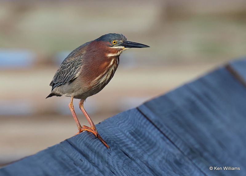 Green Heron, S. Padre Island, TX, 4_11_2023a_0L0A5822.jpg