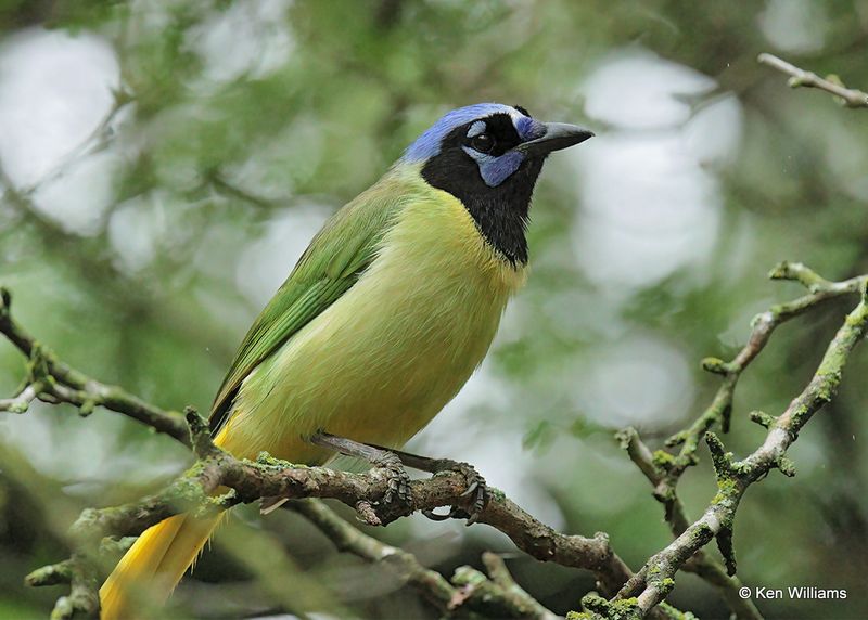 Green Jay, Santa Ana NWR, TX, 4_7_2023a_0L0A2674.jpg