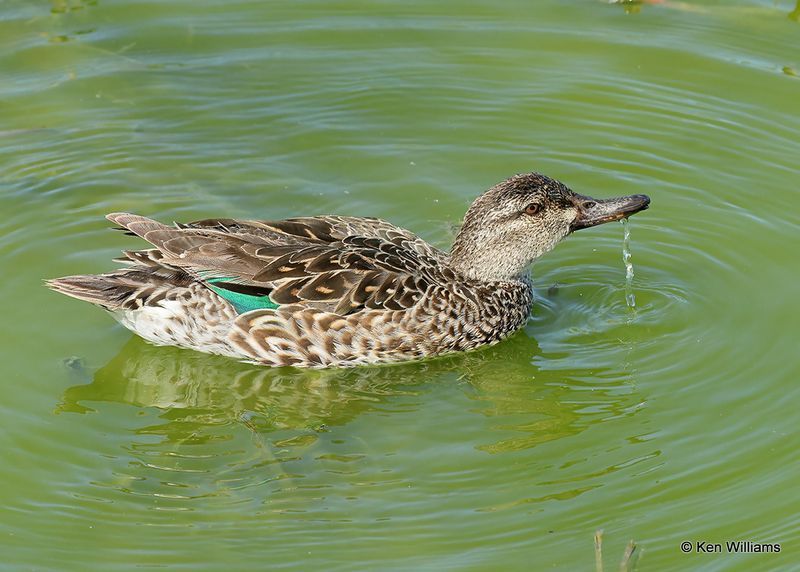 Green-winged Teal female, Port Aransas, TX, 4_13_2023a_0L0A0314.jpg
