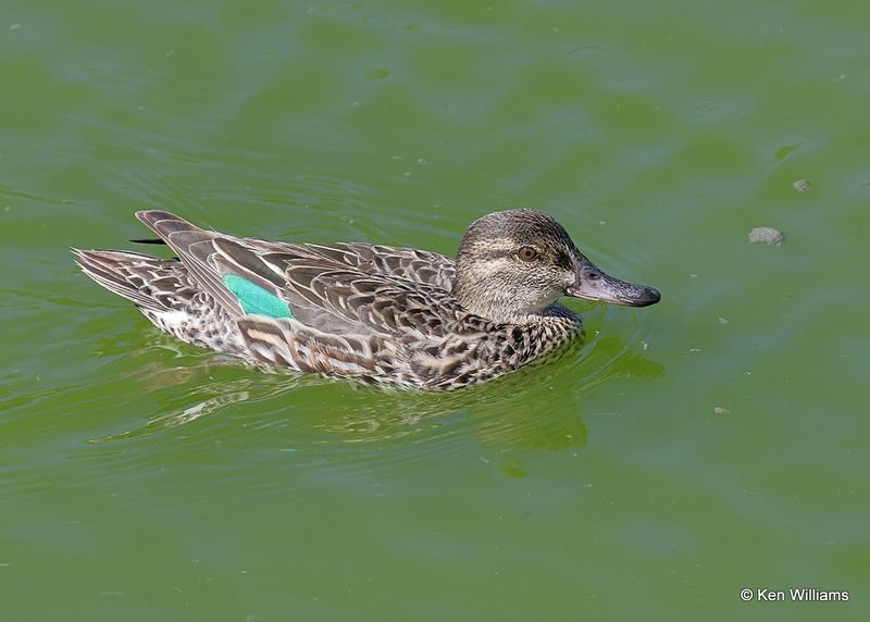 Green-winged Teal female, Port Aransas, TX, 4_13_2023a_0L0A0317.jpg