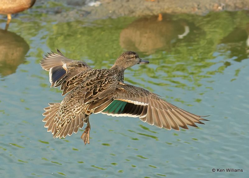 Green-winged Teal female, Port Aransas, TX, 4_13_2023a_0L0A0684.jpg