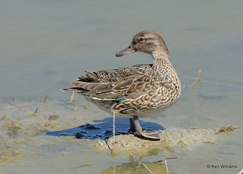 Green-winged Teal female, Port Aransas, TX, 4_13_2023a_0L0A9918.jpg
