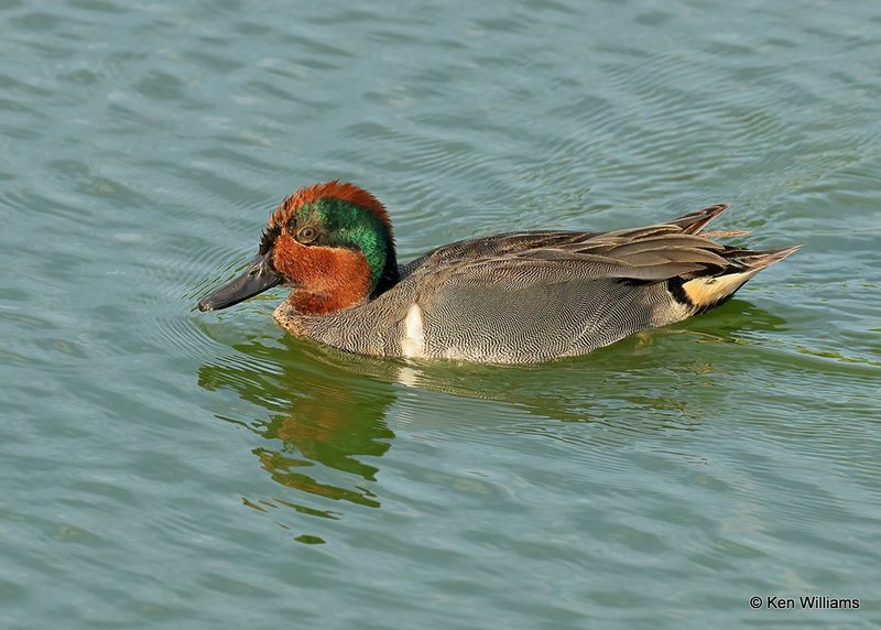 Green-winged Teal male, Port Aransas, TX, 4_13_2023a_0L0A0709.jpg