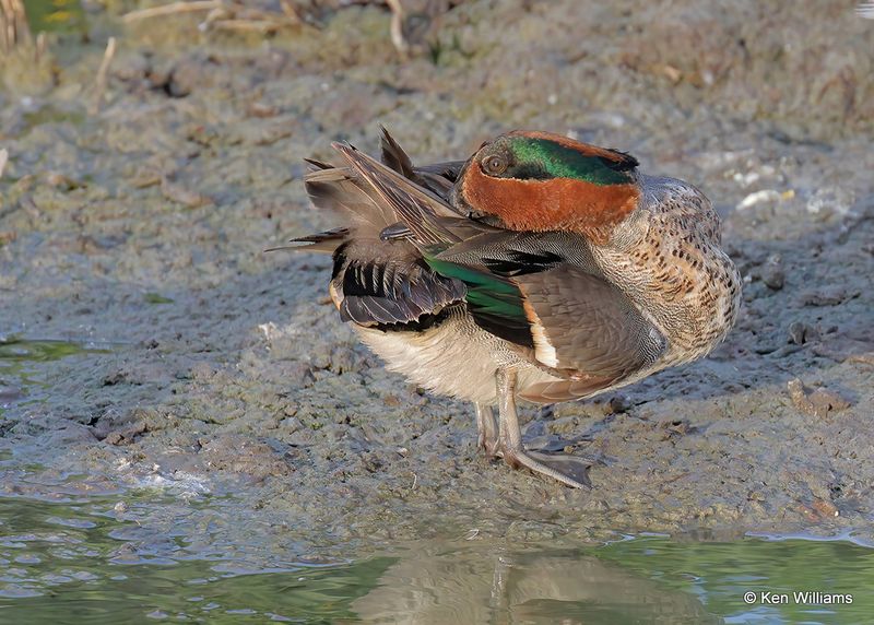 Green-winged Teal male, Port Aransas, TX, 4_13_2023a_0L0A0813.jpg