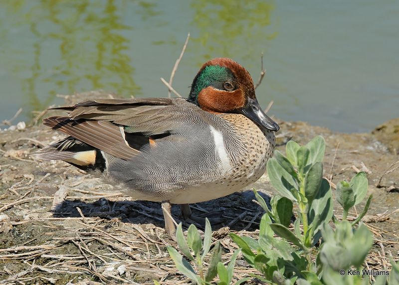 Green-winged Teal male, Port Aransas, TX, 4_13_2023a_0L0A9959.jpg