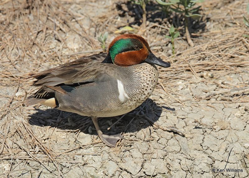 Green-winged Teal male, Port Aransas, TX, 4_13_2023a_0L0A9990.jpg