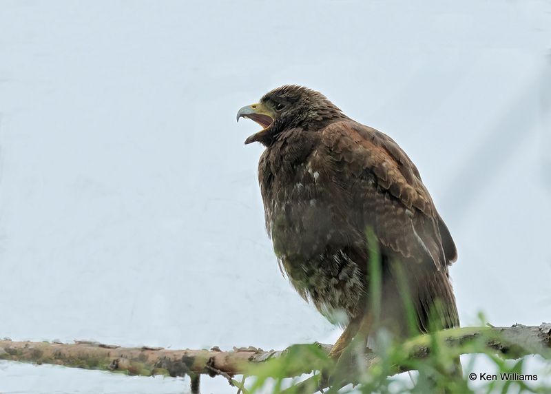 Harris's Hawk juvenile, Santa Ana NWR, TX, 4_7_2023a_0L0A2202.jpg