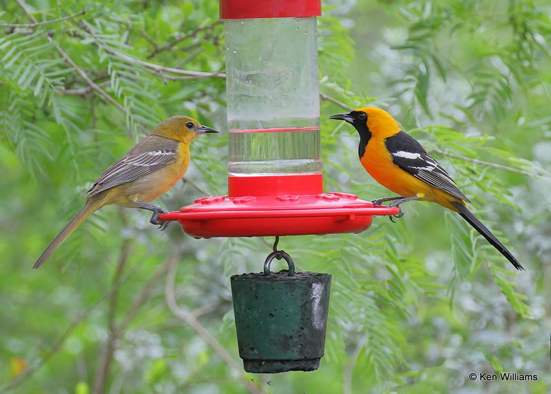 Hooded Oriole male right Baltimore Oriole female, Laguna Vista, TX, 4_9_2023a_0L0A3217.jpg