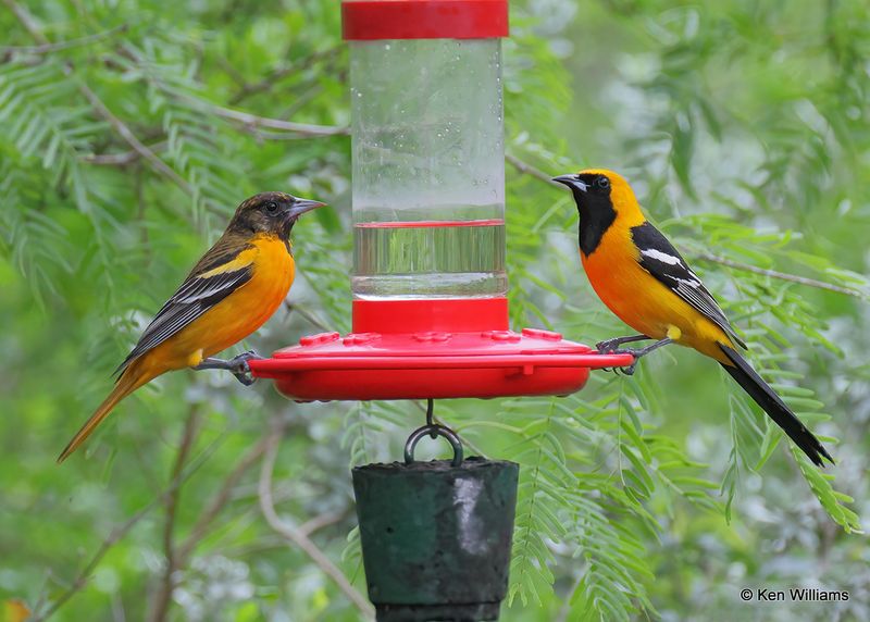Hooded Oriole male right Baltimore Oriole male, Laguna Vista, TX, 4_9_2023a_0L0A3206.jpg