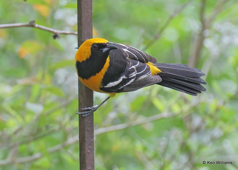Hooded Oriole male, Laguna Vista, TX, 4_9_2023_0L0A3177.jpg