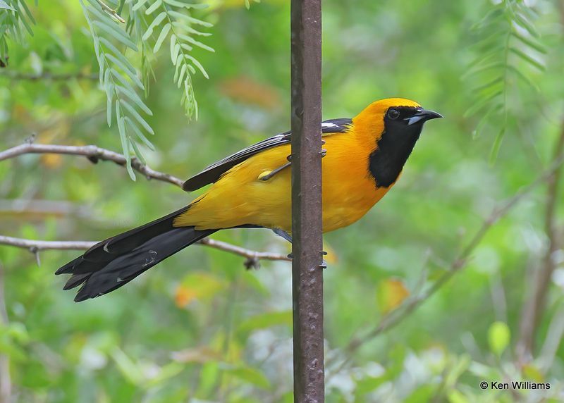 Hooded Oriole male, Laguna Vista, TX, 4_9_2023A_0L0A3173.jpg