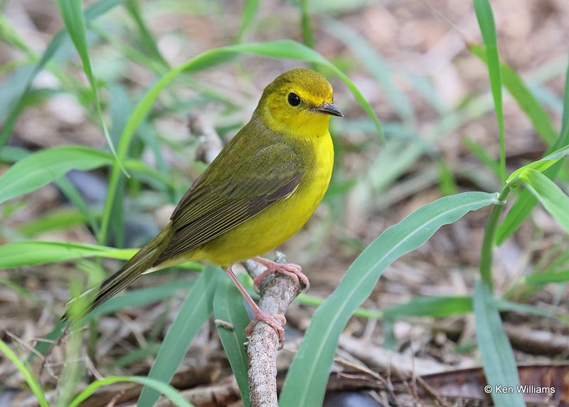 Hooded Warbler  female, S. Padre Island, TX, 4_9_2023a_0L0A3562.jpg