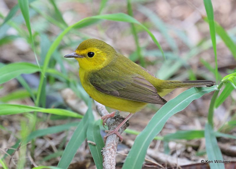Hooded Warbler  female, S. Padre Island, TX, 4_9_2023a_0L0A3581.jpg