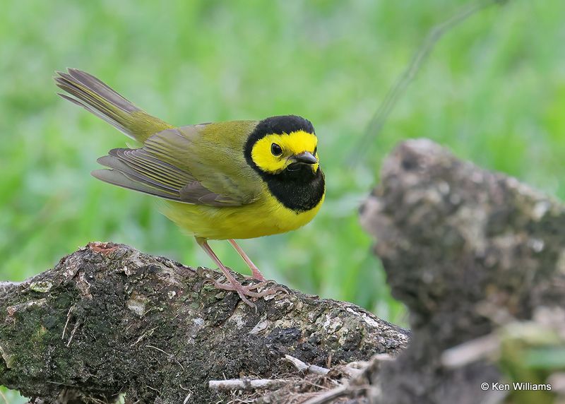 Hooded Warbler male, S. Padre Island, TX, 4_9_2023a_0L0A3899.jpg