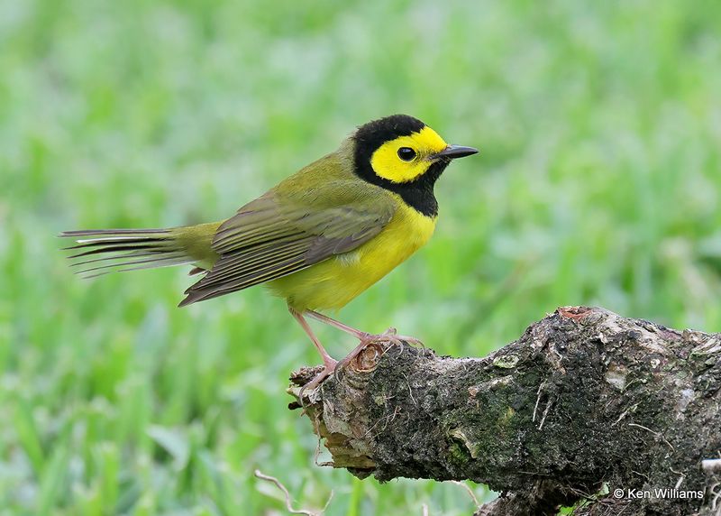 Hooded Warbler male, S. Padre Island, TX, 4_9_2023a_0L0A3915.jpg