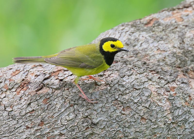 Hooded Warbler male, S. Padre Island, TX, 4_9_2023a_0L0A4139.jpg