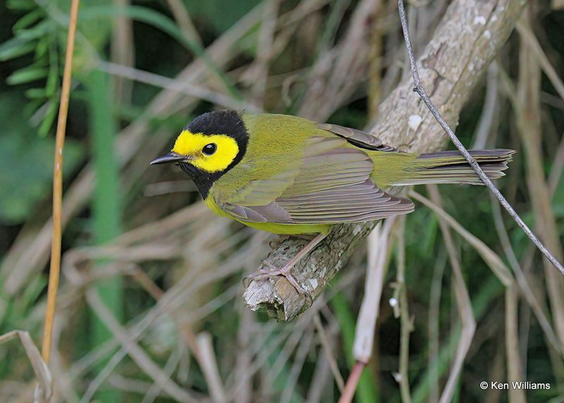 Hooded Warbler male, S. Padre Island, TX, 4_9_2023a_0L0A4706.jpg