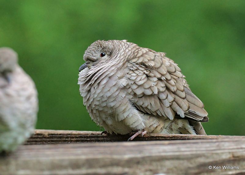 Inca Dove, Edinburg Scenic Wetlands, TX, 4_6_2023a_.0L0A1748.jpg