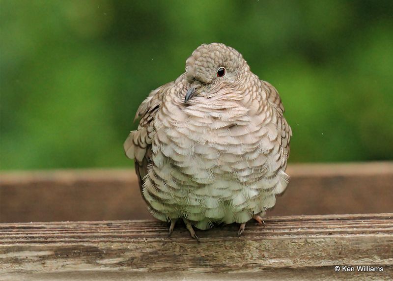 Inca Dove, Edinburg Scenic Wetlands, TX, 4_6_2023a_0L0A1744.jpg