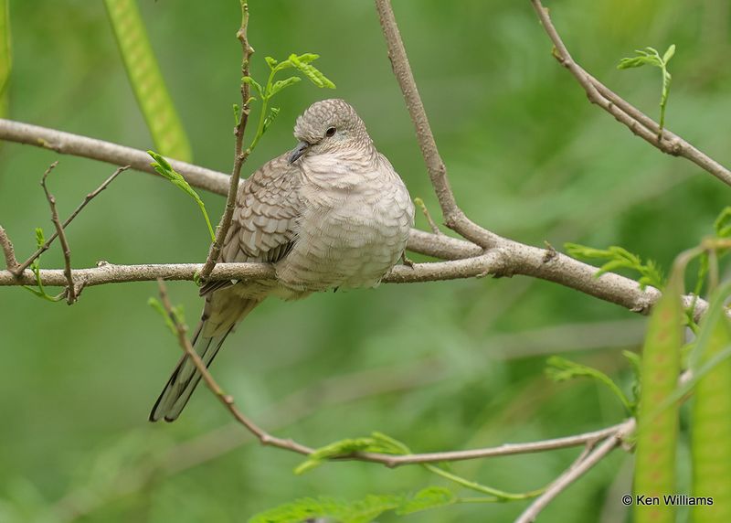 Inca Dove, S. Padre Island, TX, 4_9_2023a_0L0A3592.jpg