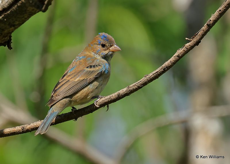 Indigo Bunting 1st year male, S. Padre Island, TX, 4_11_2023a_0L0A6283.jpg