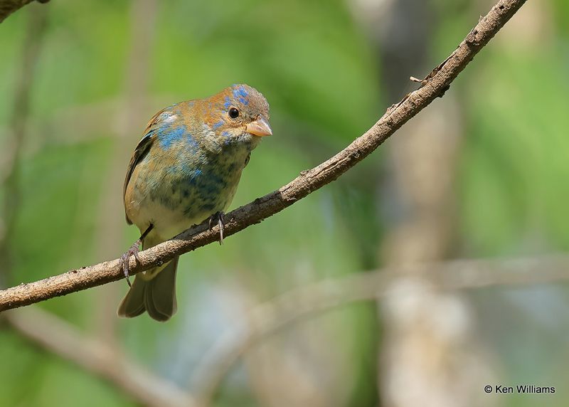 Indigo Bunting 1st year male, S. Padre Island, TX, 4_11_2023a_0L0A6308.jpg