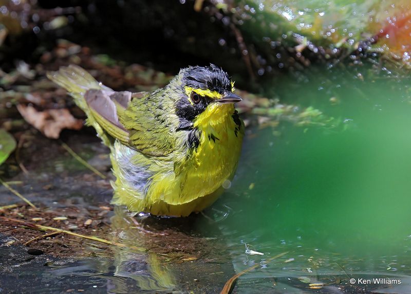 Kentucky Warbler, S. Padre Island, TX, 4_11_2023a_0L0A6346.jpg