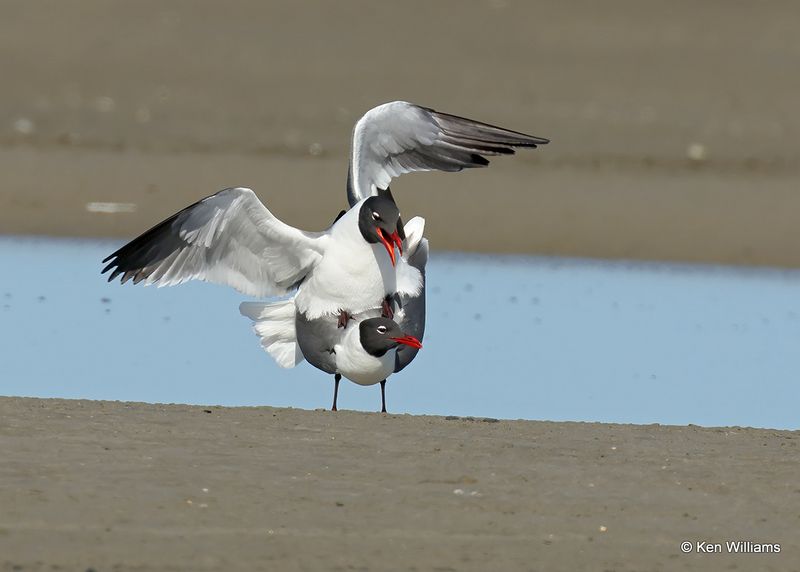 Laughing Gull breeding pair, S. Padre Island, TX, 4_13_2023a_0L0A9582.jpg