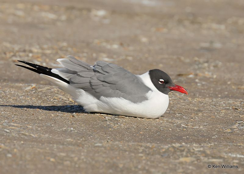 Laughing Gull, S. Padre Island, TX, 4_12_2023a_0L0A7381.jpg