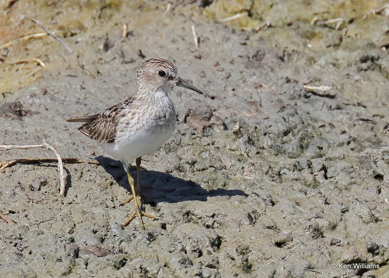 Least Sandpiper, Port Aransas, TX, 4_13_2023a_0L0A0045.jpg