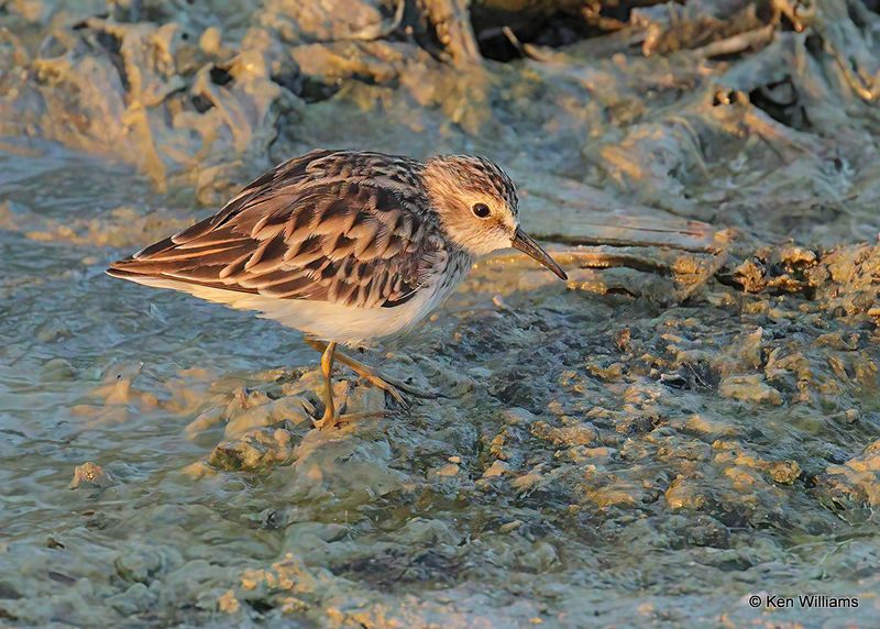 Least Sandpiper, Port Aransas, TX, 4_14_2023a_0L0A0990.jpg