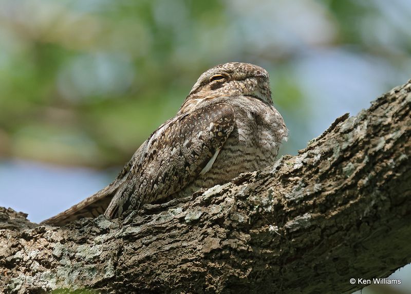 Lesser Nighthawk, S. Padre Island, TX, 4_11_2023a_0L0A6314.jpg