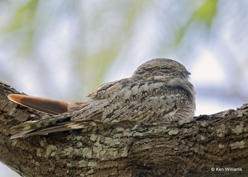 Lesser Nighthawk, S. Padre Island, TX, 4_11_2023a_0L0A6826.jpg