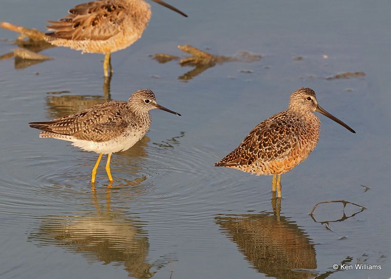 Lesser Yellowlegs & Long-billed Dowitcher, Port Aransas, TX, 4_13_2023a_0L0A0801.jpg
