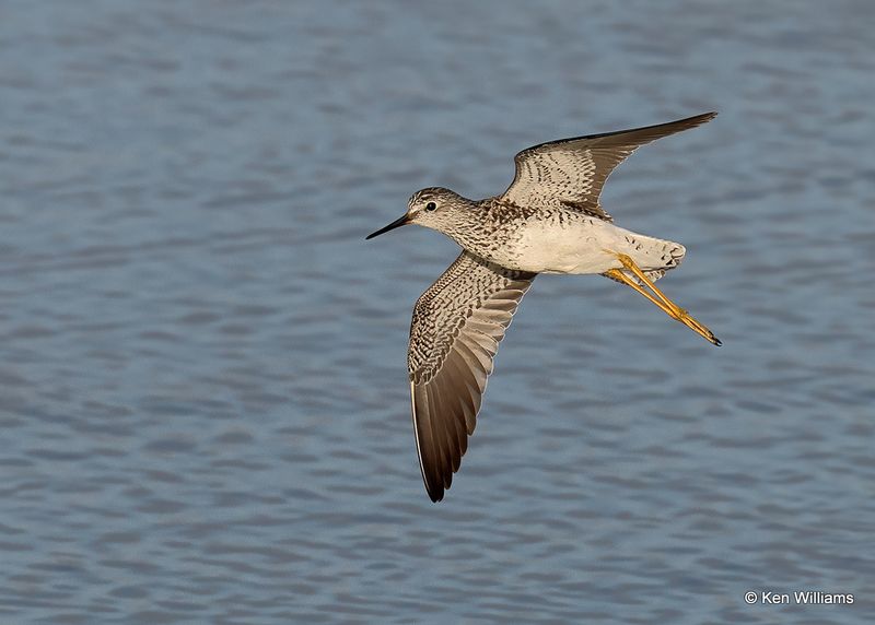 Lesser Yellowlegs, Port Aransas, TX, 4_14_2023a_0L0A1628.jpg