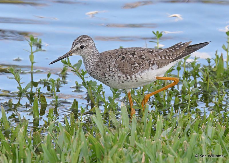 Lesser Yellowlegs, S. Padre Island, TX, 4_12_2023a_0L0A8595.jpg