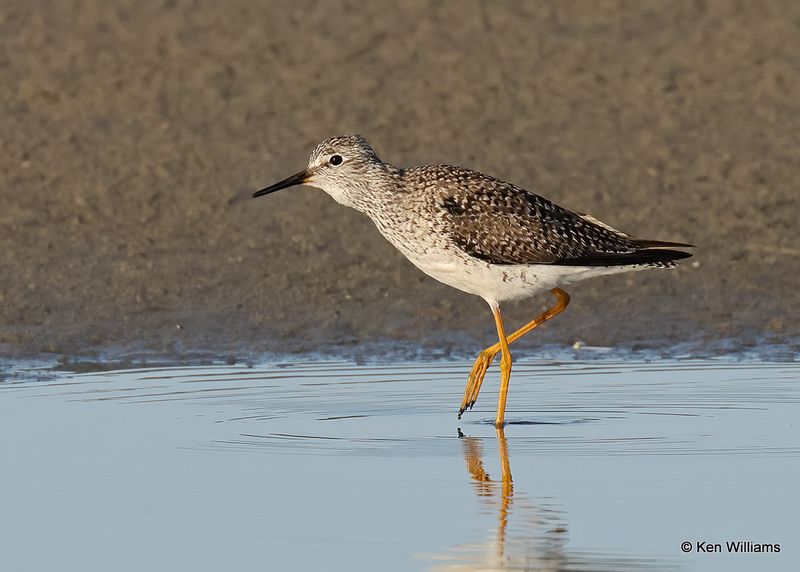 Lesser Yellowlegs, S. Padre Island, TX, 4_13_2023a_0L0A9213.jpg