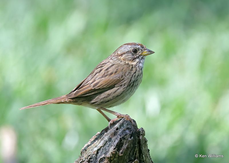 Lincoln's Sparrow, S. Padre Island, TX, 4_11_2023a_0L0A6376.jpg