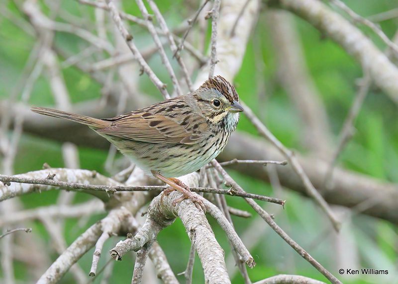 Lincoln's Sparrow, S. Padre Island, TX, 4_9_2023a_0L0A3891.jpg