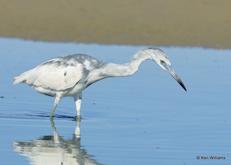 Little Blue Heron immature, S. Padre Island, TX, 4_13_2023a_0L0A9610.jpg