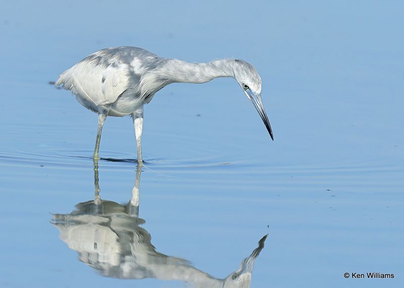 Little Blue Heron immature, S. Padre Island, TX, 4_13_2023a_0L0A9624.jpg