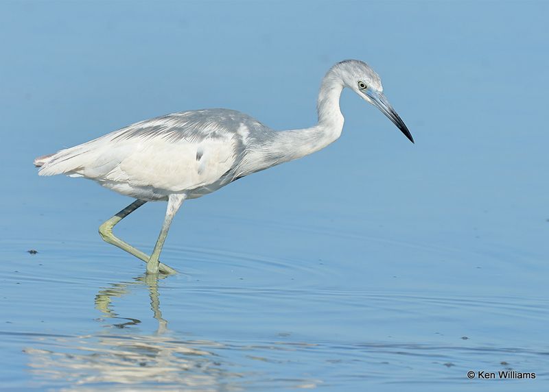 Little Blue Heron immature, S. Padre Island, TX, 4_13_2023a_0L0A9640.jpg